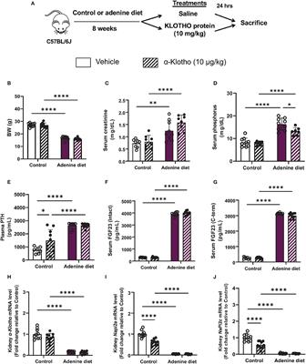 Administration of α-Klotho Does Not Rescue Renal Anemia in Mice